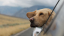 viaggiare con cane in macchina
